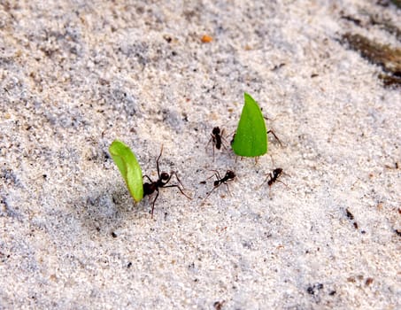 Leaf-cutting ants