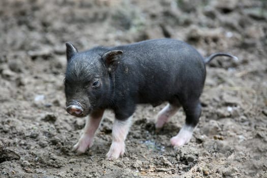 Pot-bellied pig
