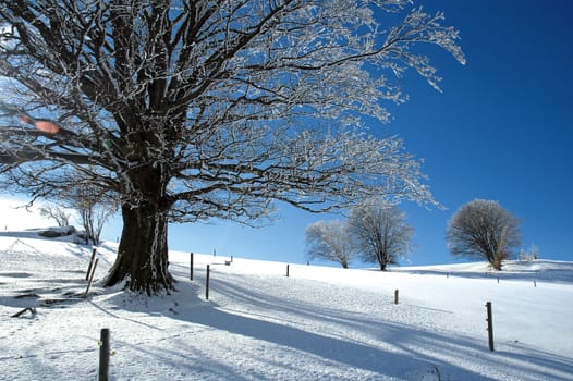 Winter Landscape 22