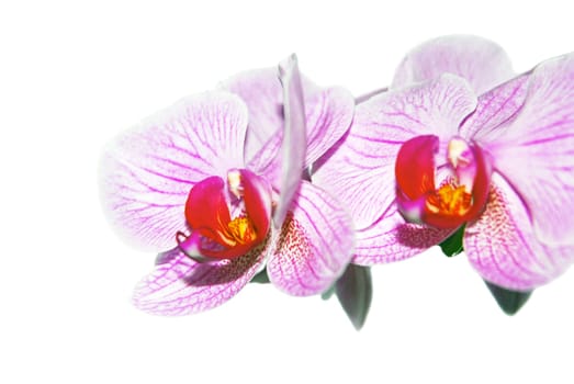 Orchids