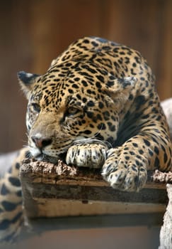 Beautiful big cat