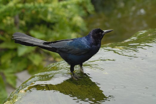 Maybe you can help me find out what kind of bird it is????:-)