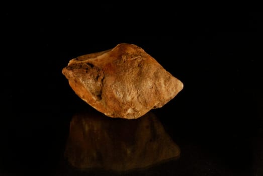 Ammonite
