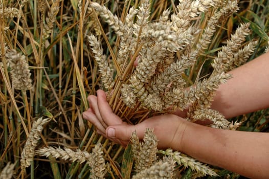 Harvest time