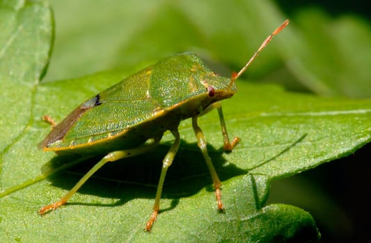 Taken with Nikon D200 and Sigma 150mm Macro