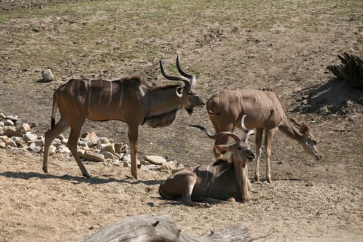 Greater kudu