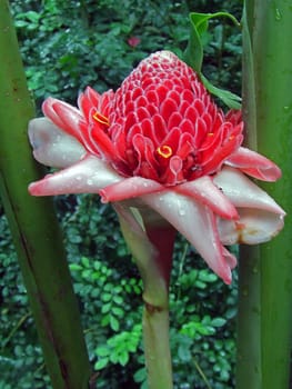 Torch Ginger
