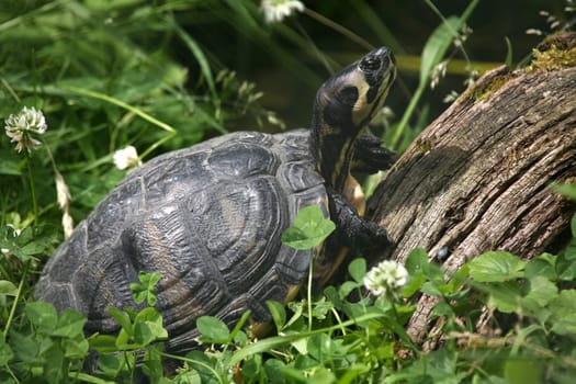 Yellow-cheeked turtle