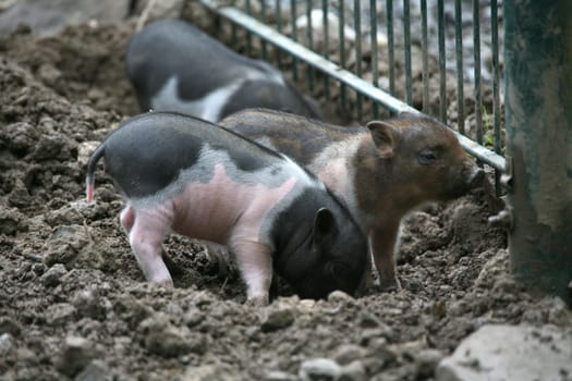 Piglet egg