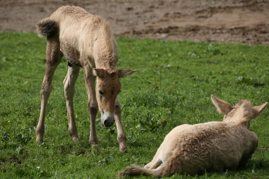 Foal