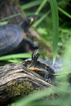 Red-eared Ornamental Turtle
