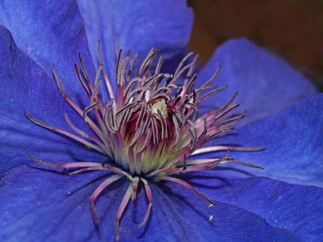 CLEMATIS