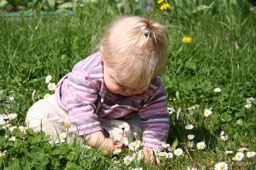 In the meadow