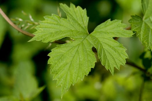 Hop leaves