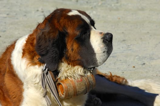 St. Bernard dog with rum barrel