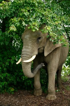 the 20-year-old bull elephant stood there in the garden and took care of the trees. No,this is not my new pet:-) It belongs to the circus Luna,which is currently a guest with us and Friday I have a big shoot with baby and the others. Quite IR