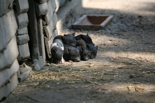 Pot-bellied pigs