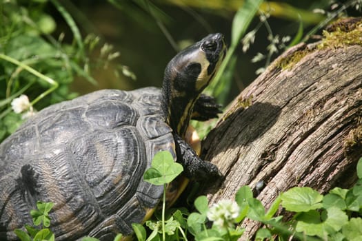 Yellow-cheeked turtle