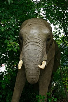 I was brave,but the "little one"" is a cuddly despite his size,shortly afterwards he hugged me with his trunk:-) I just thought that's it,who bequeathed what ???"