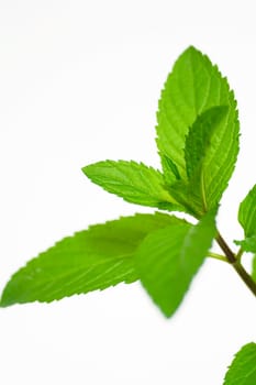 Mint on white background