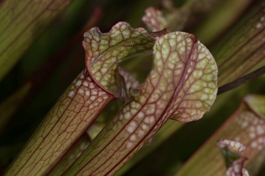 Sarracenia Leucophylla