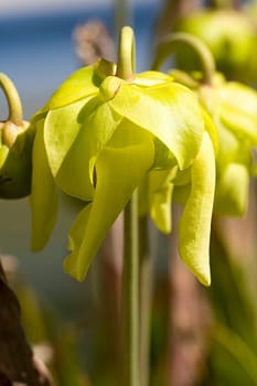 Flowers of Sarracenia Flava
