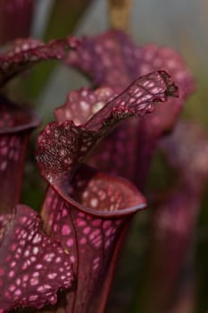 Sarracenia Leucophylla