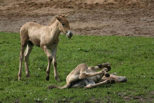 Foal