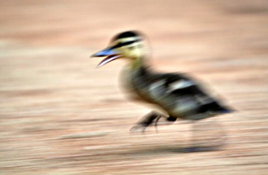 I know it could be sharper but the motion blur is intentional and I chose that because the movement comes across well here :-)