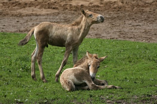 Foal