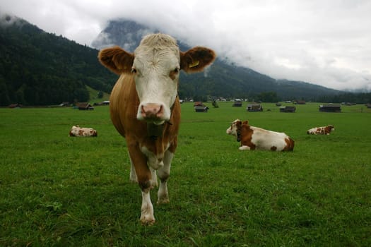 Cows