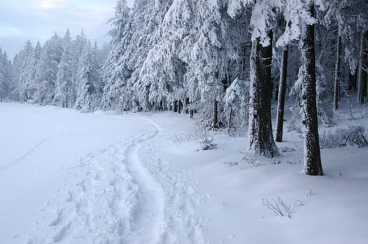 Winter Landscape 23