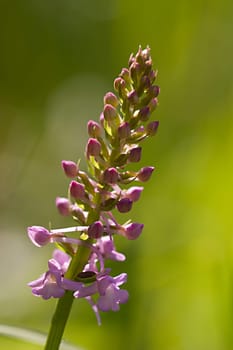 Mosquito Orchid - Gymnadenia - conopsea