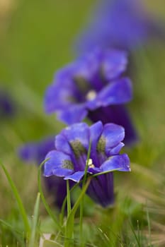 Stemless Silicate Gentian - Gentiana a