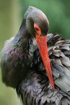 When caring for plumage