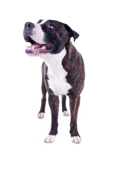 Dog Portrait