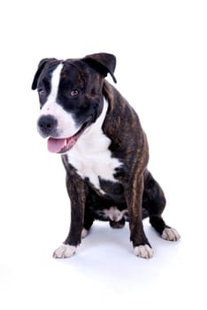 Dog Portrait