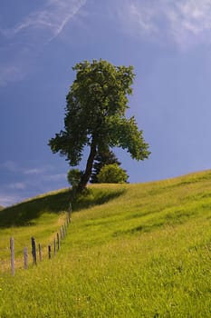 Leaning tree