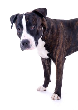 Dog Portrait