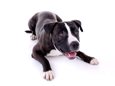 Dog Portrait