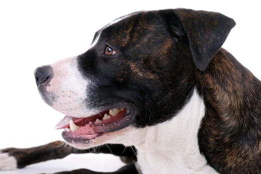 Dog Portrait
