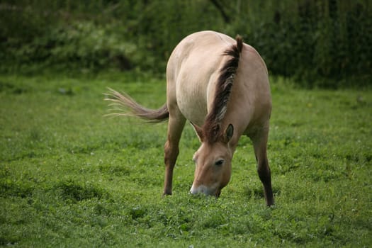 Asian wild horse