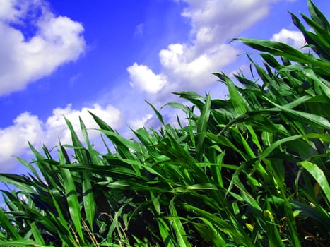 Cornfield