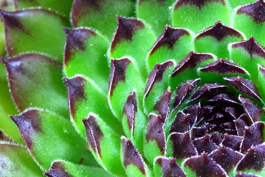 Sempervivum