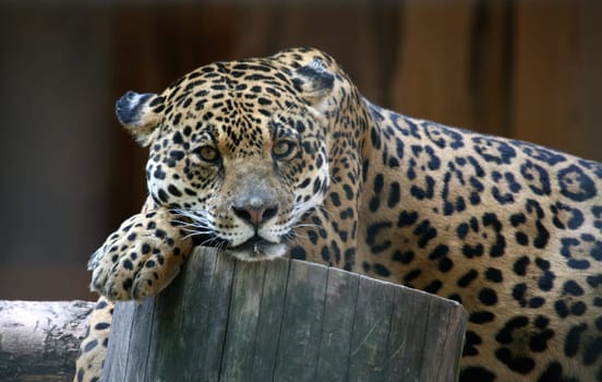 Beautiful big cat