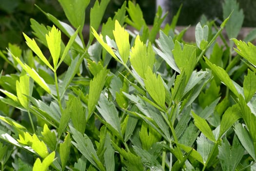 Lovage