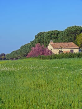 Toscana verde [Country Life]