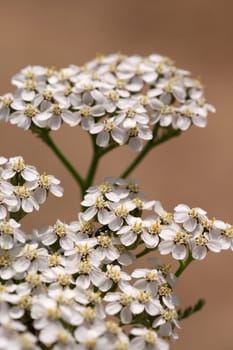 Yarrow
