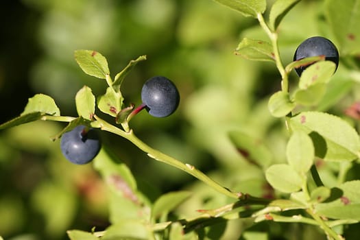 Blueberries