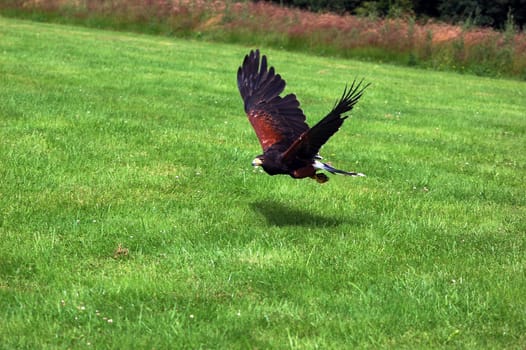 Eagle Buzzard 3